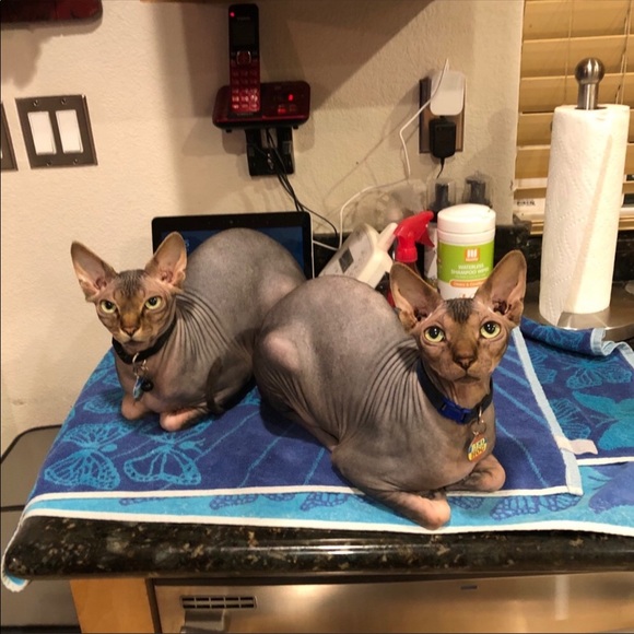 OUR CLOSET RULES - Picture 7 of 9